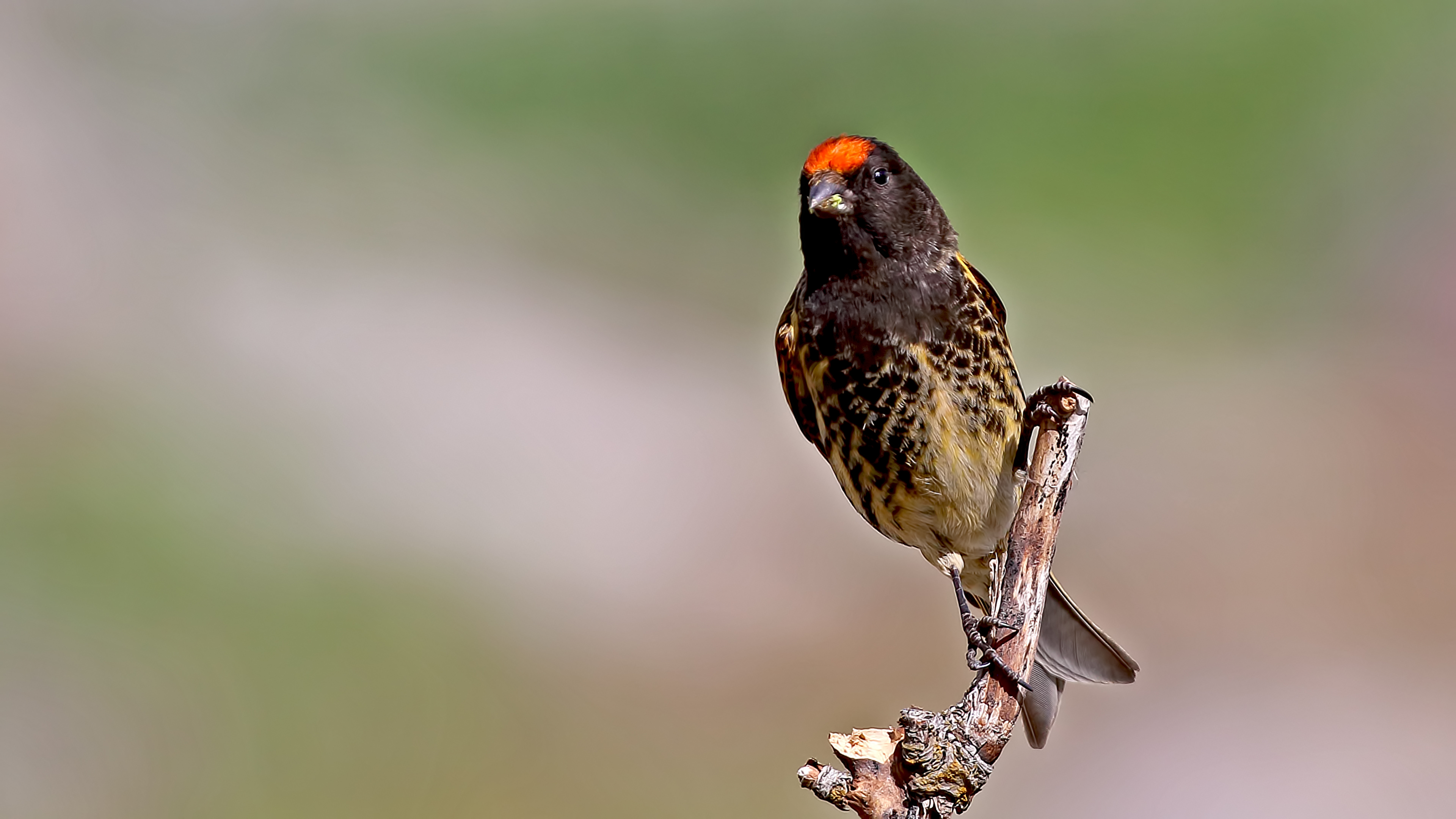 Fire-fronted Serin